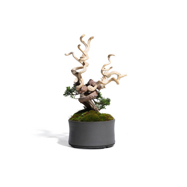 真柏 -Japanese Juniper- (推定樹齢30年)-M0012- 詳細画像